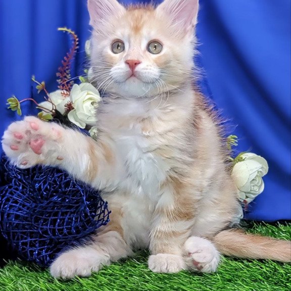 Maine Coon EZ Yeti