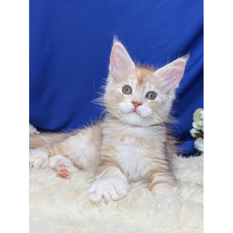 Maine Coon EZ Yeti
