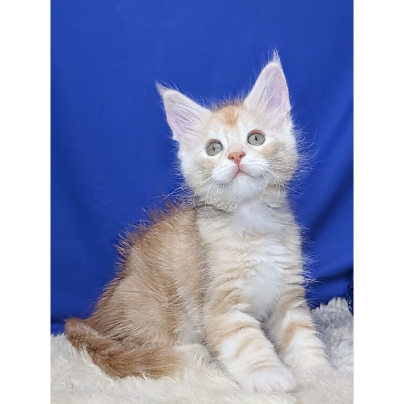 Maine Coon EZ Yeti