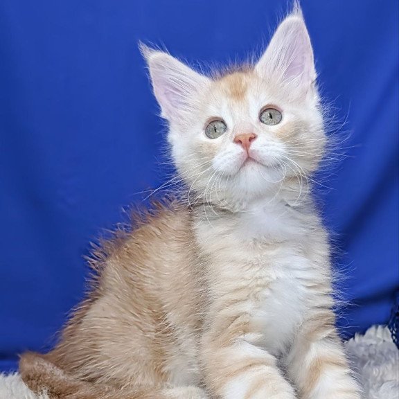 Maine Coon EZ Yeti
