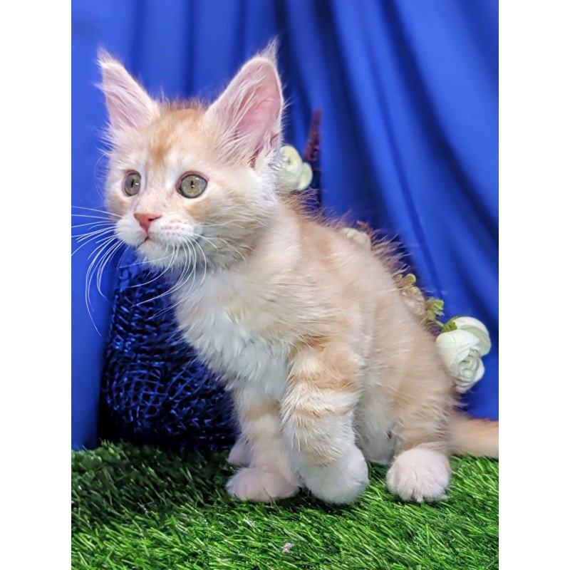 Maine Coon EZ Yeti