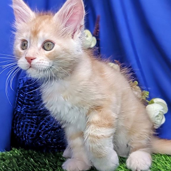 Maine Coon EZ Yeti