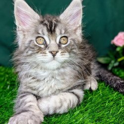 Maine Coon EZ Ymir