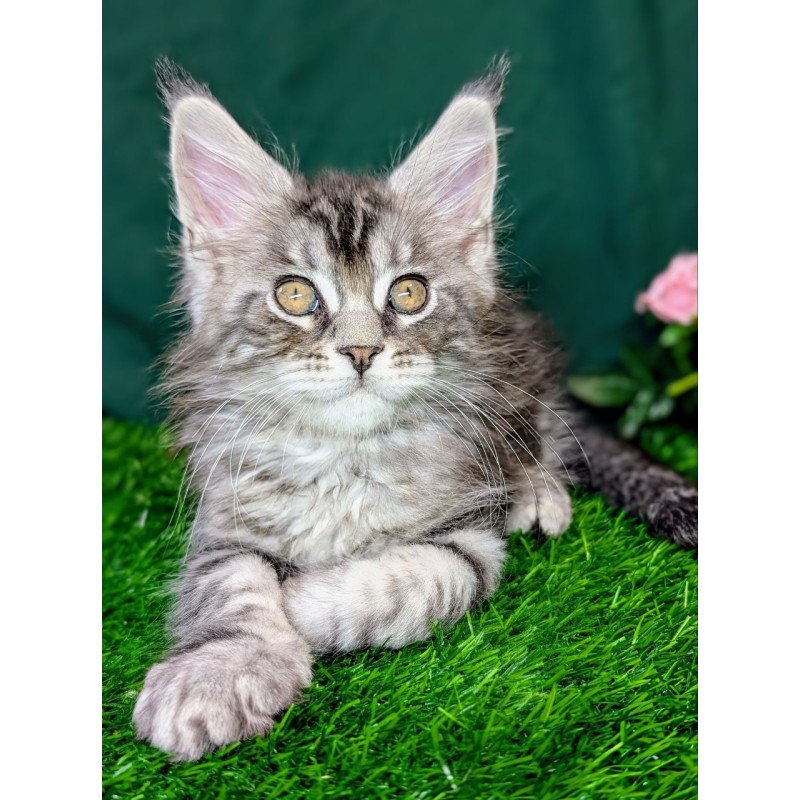 Maine Coon EZ Ymir