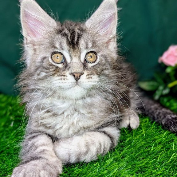 Maine Coon EZ Ymir