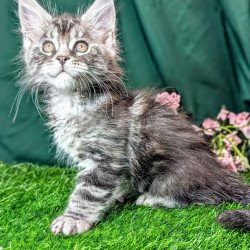 Maine Coon EZ Ymir