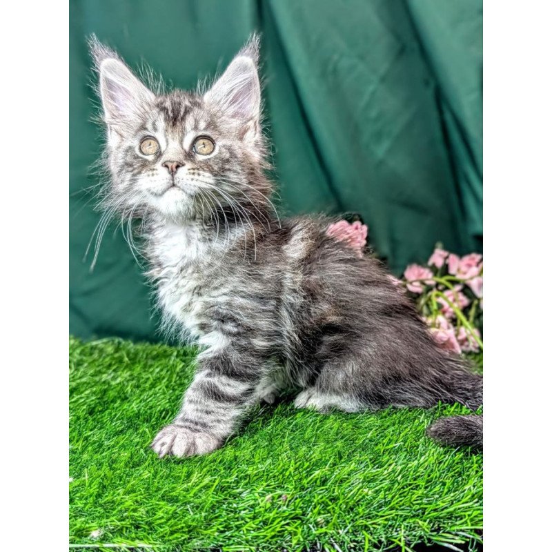 Maine Coon EZ Ymir