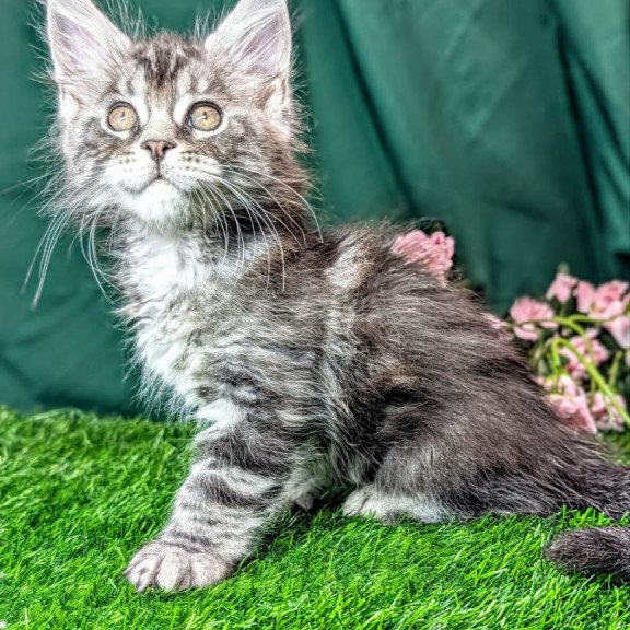 Maine Coon EZ Ymir