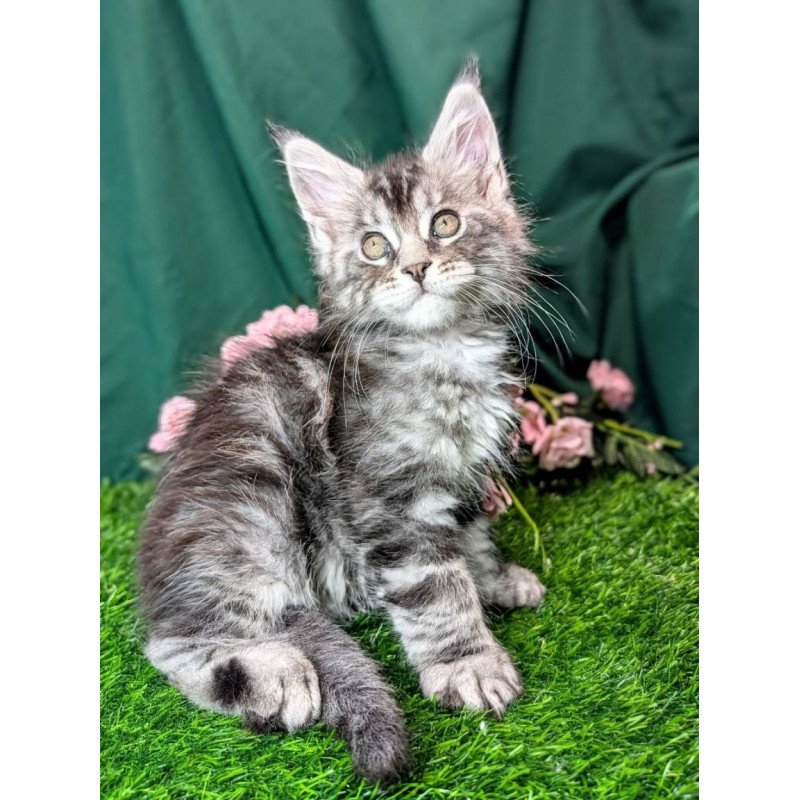 Maine Coon EZ Ymir