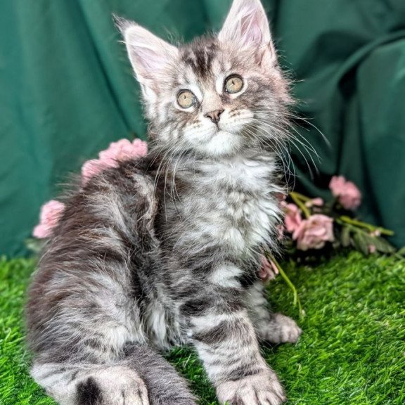 Maine Coon EZ Ymir