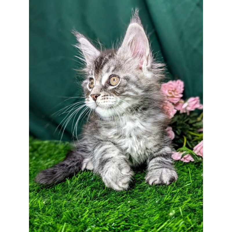 Maine Coon EZ Ymir
