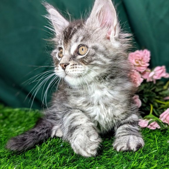 Maine Coon EZ Ymir