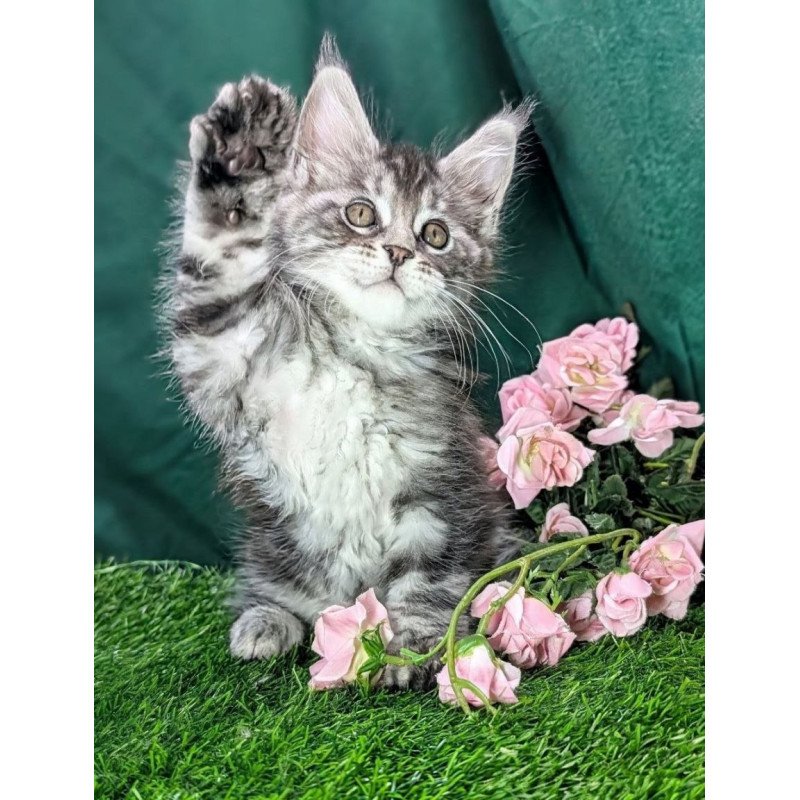 Maine Coon EZ Ymir