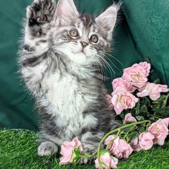 Maine Coon EZ Ymir