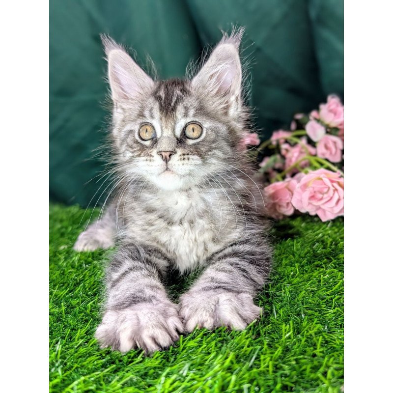 Maine Coon EZ Ymir