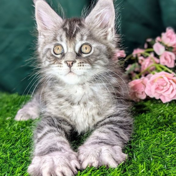 Maine Coon EZ Ymir