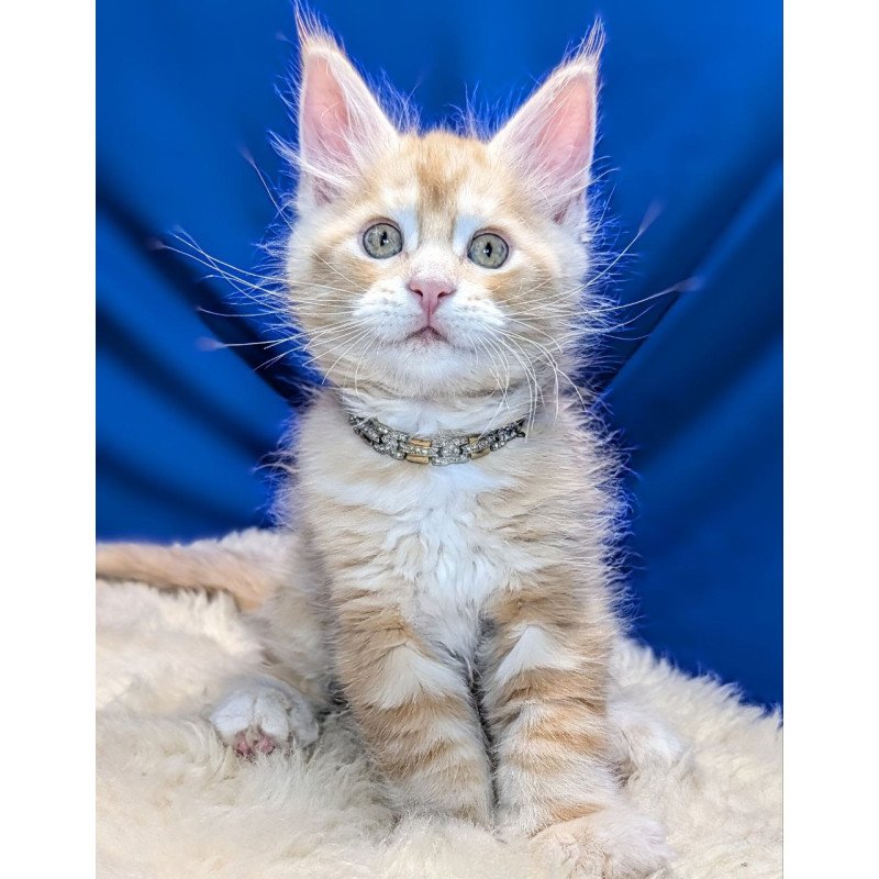Maine Coon EZ Yukon