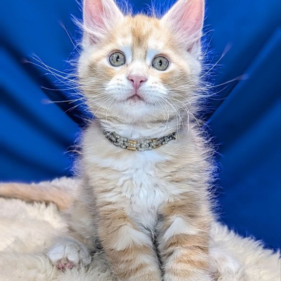 Maine Coon EZ Yukon