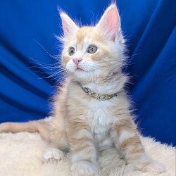Maine Coon EZ Yukon