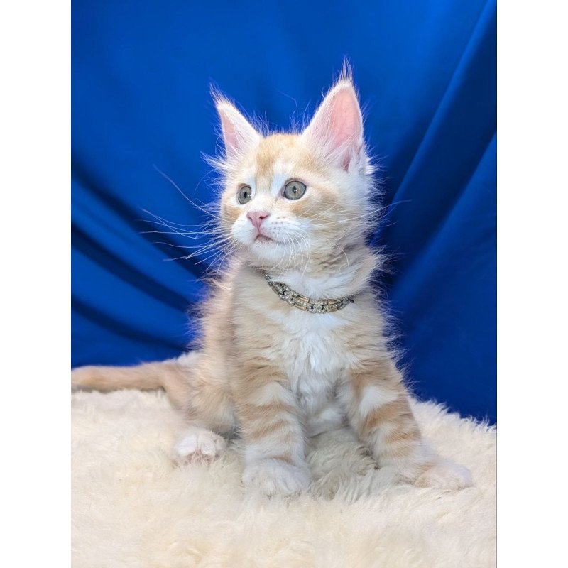 Maine Coon EZ Yukon
