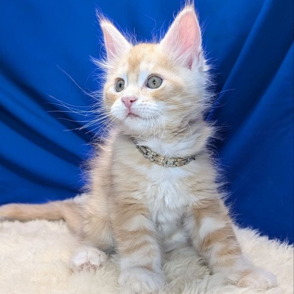 Maine Coon EZ Yukon
