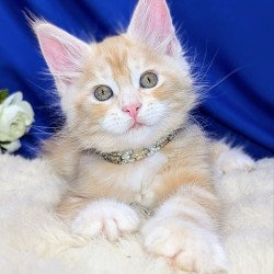 Maine Coon EZ Yukon