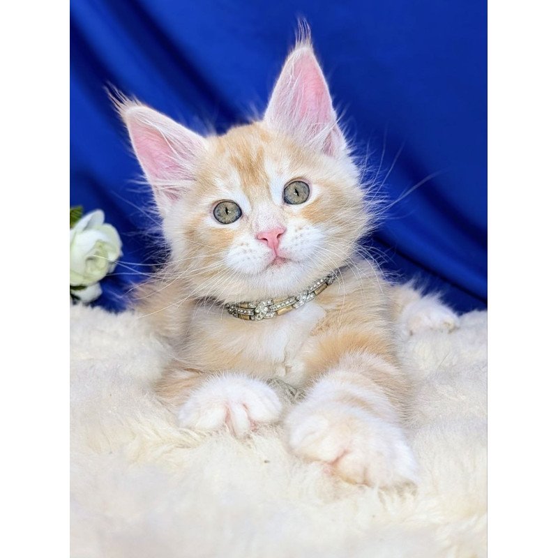 Maine Coon EZ Yukon