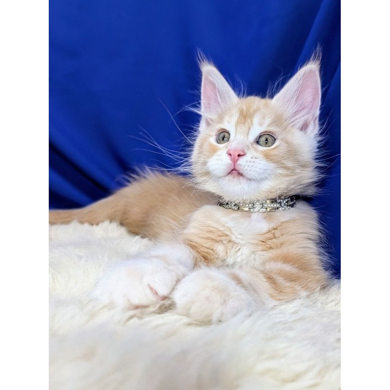 Maine Coon EZ Yukon