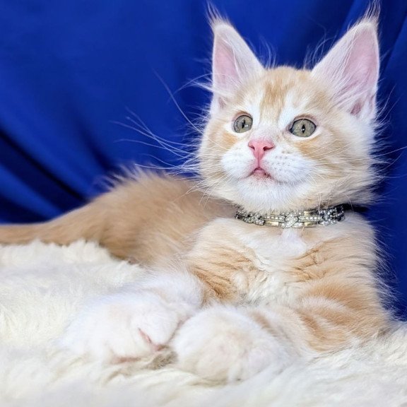 Maine Coon EZ Yukon
