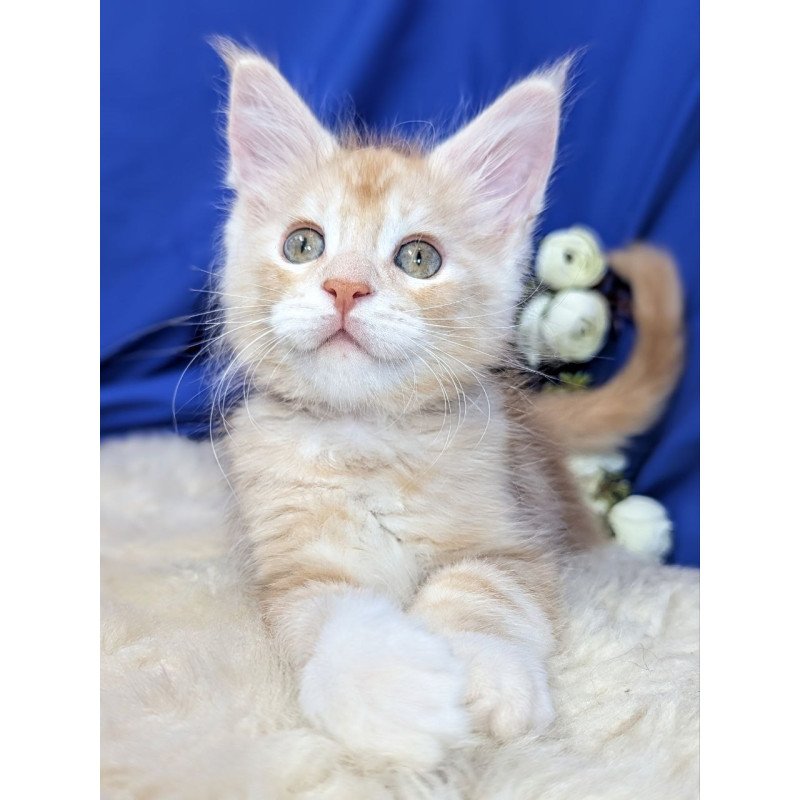 Maine Coon EZ Yukon