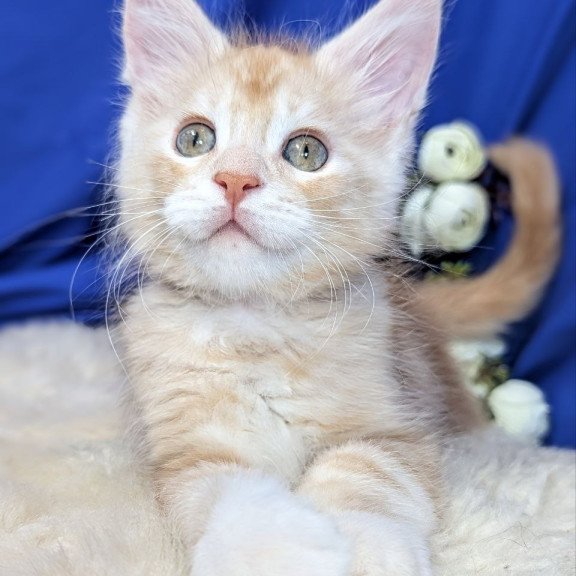 Maine Coon EZ Yukon