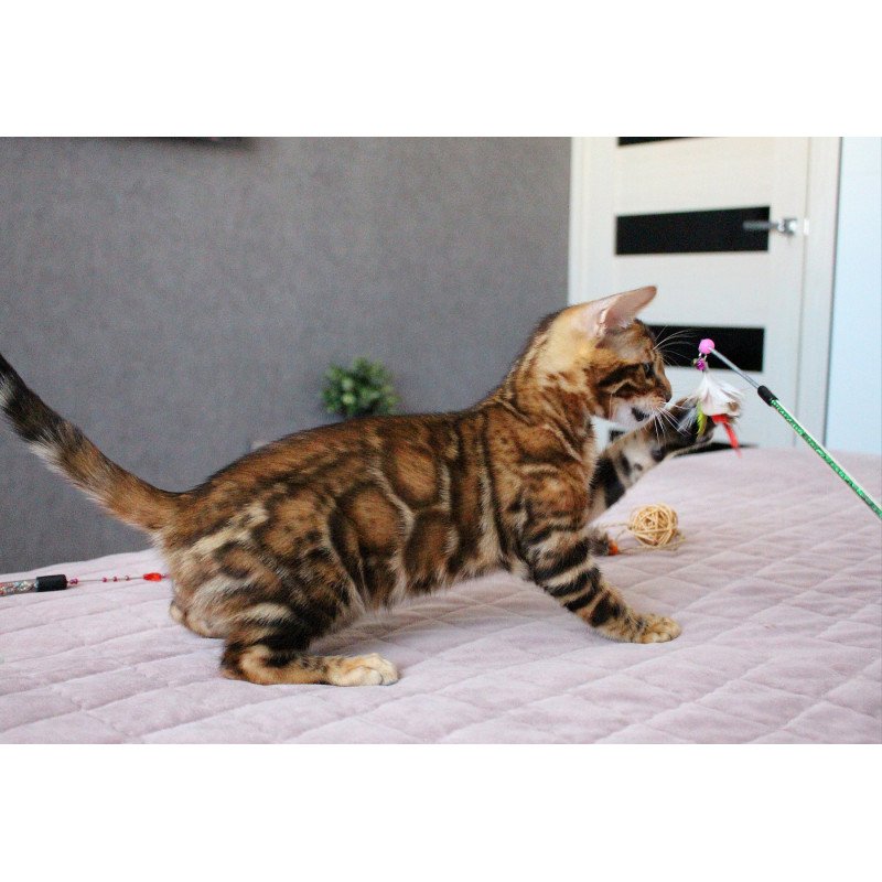 Bengal EZ Elton