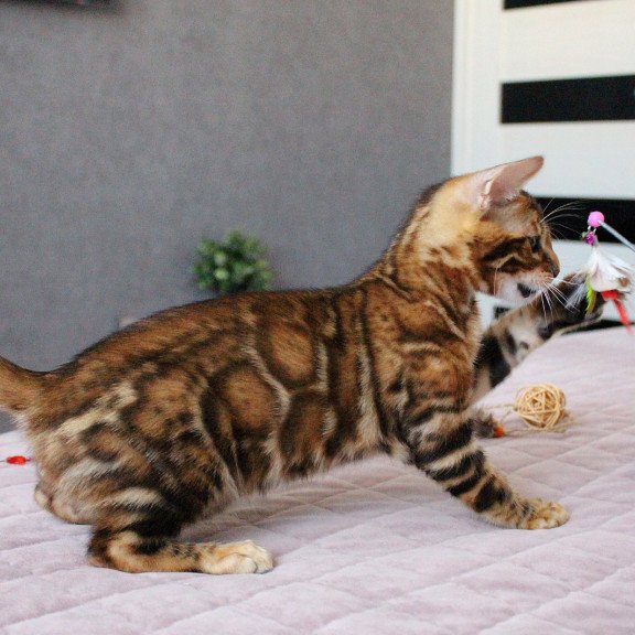 Bengal EZ Elton