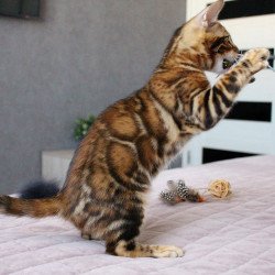 Bengal EZ Elton