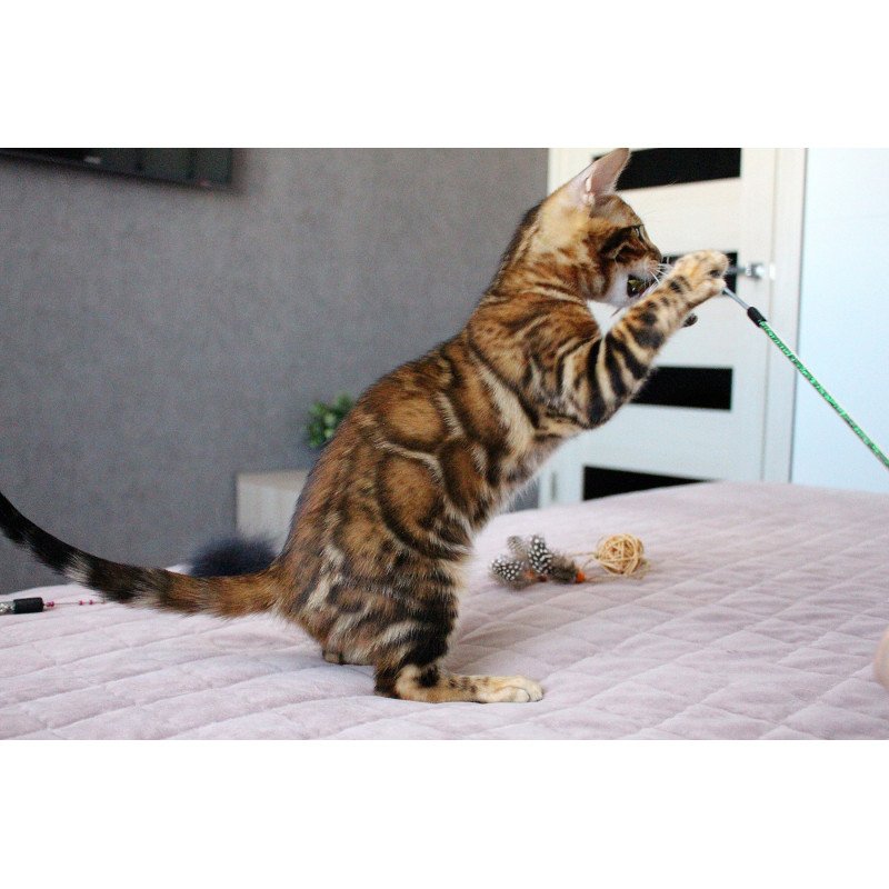 Bengal EZ Elton