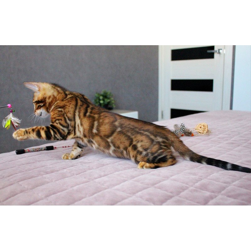 Bengal EZ Elton