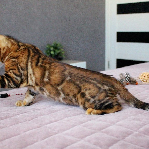 Bengal EZ Elton