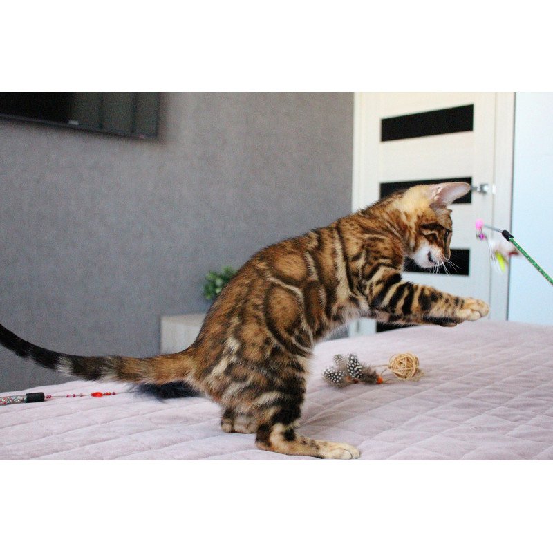 Bengal EZ Elton
