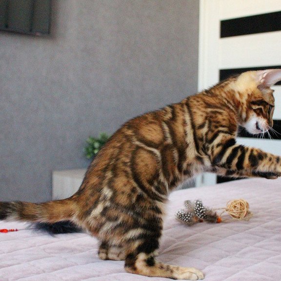 Bengal EZ Elton