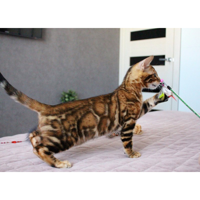 Bengal EZ Elton