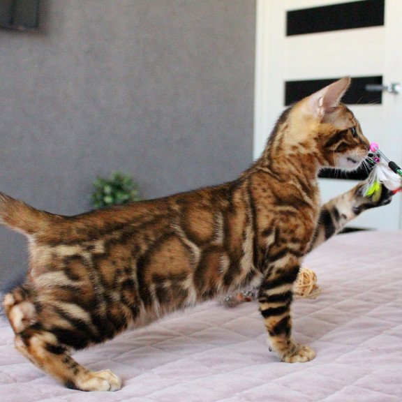 Bengal EZ Elton