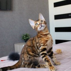 Bengal EZ Elton