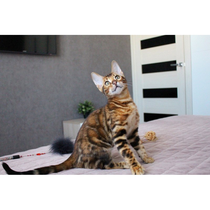 Bengal EZ Elton