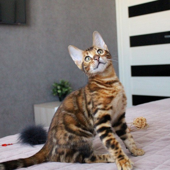 Bengal EZ Elton