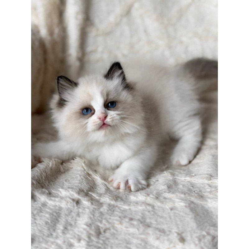 Ragdoll Rory