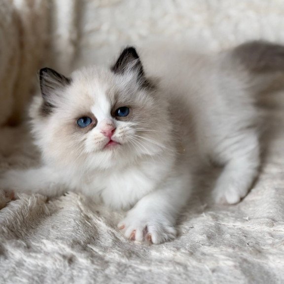Ragdoll Rory