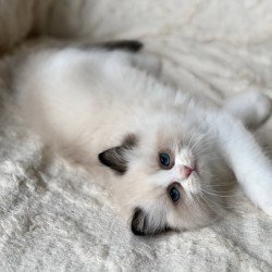 Ragdoll Rory