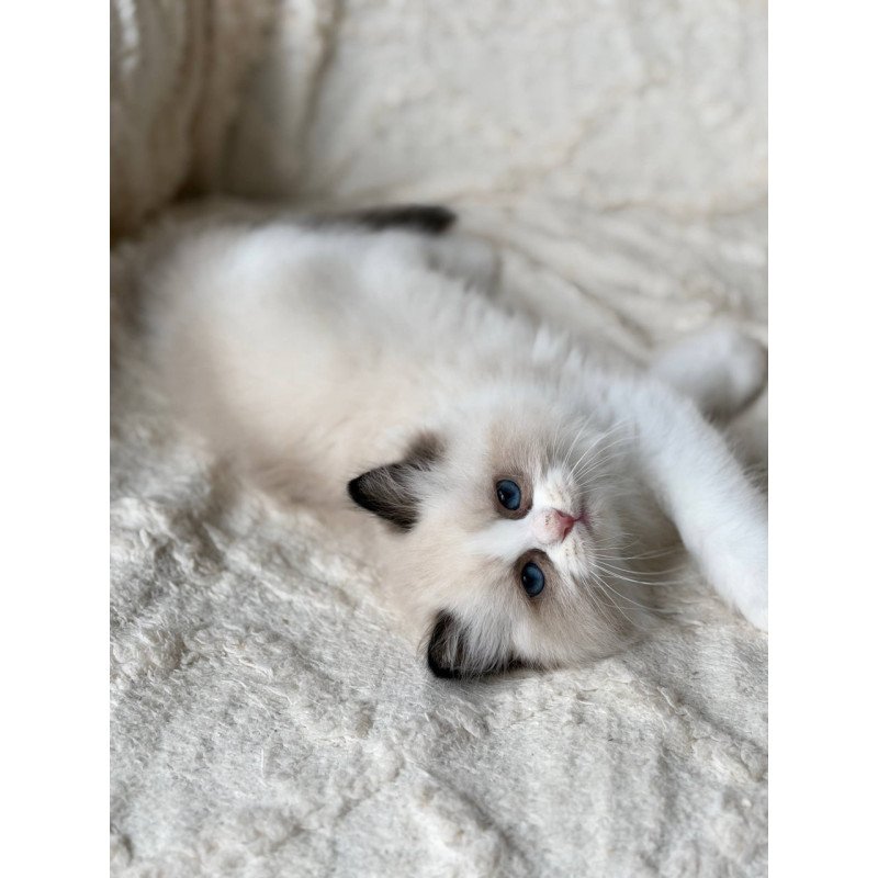 Ragdoll Rory