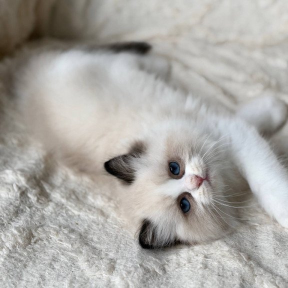 Ragdoll Rory