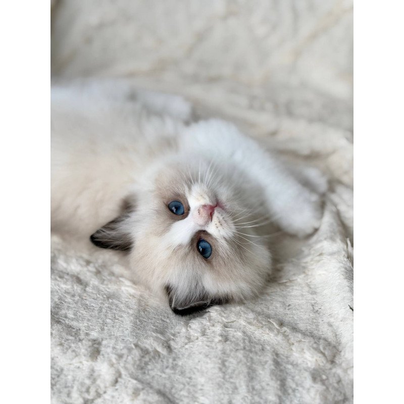 Ragdoll Rory